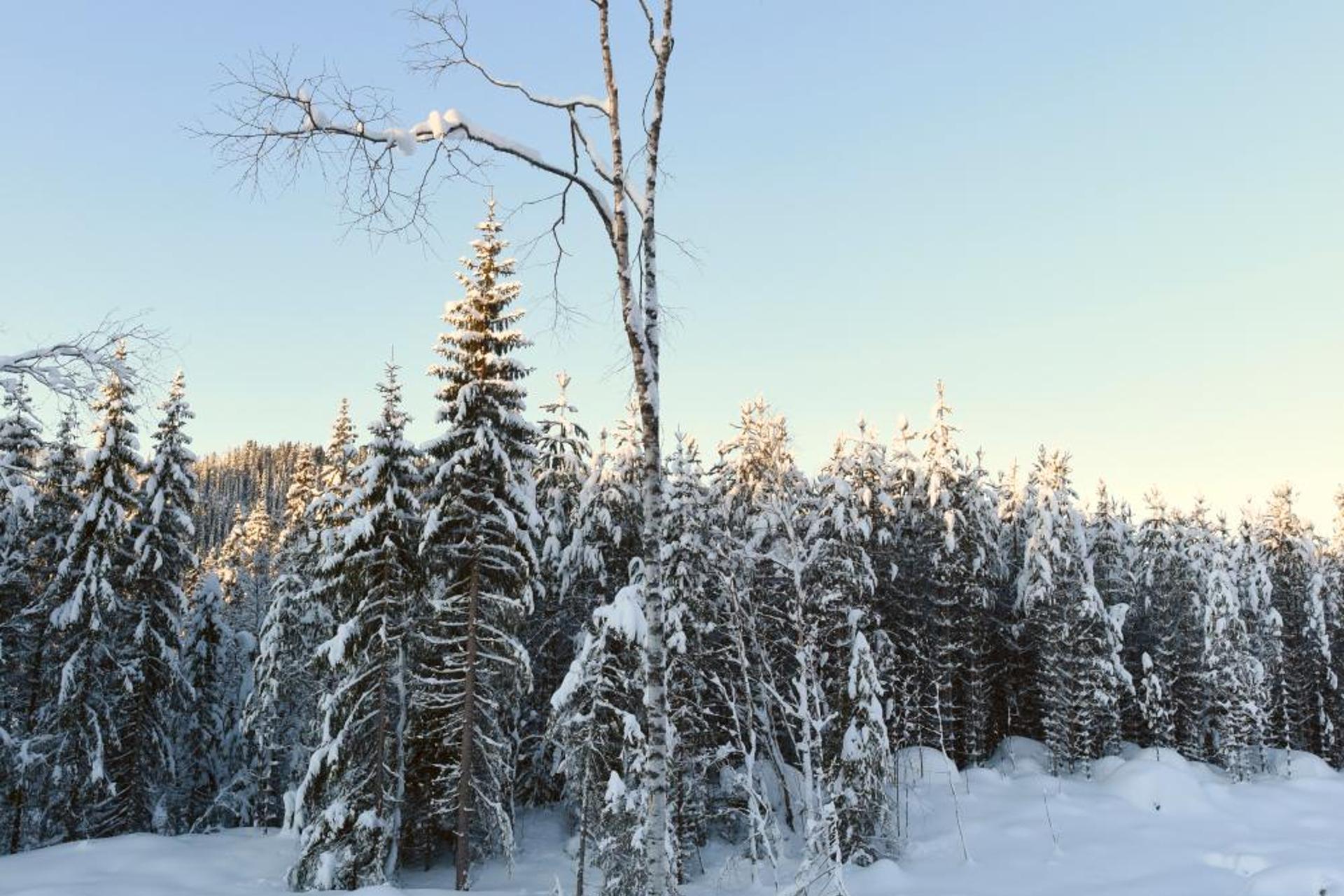Koselig Hytte i Hemsedal